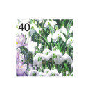 Rotolo Carta da confezione REGALO NARCISO compleanno - 2 Fogli da 70x100cm