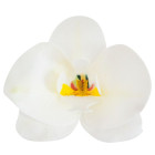 Orchidea BIANCA - fiore in Ostia - per decorazioni torte e dolci - Ø7,5cm - 1 pezzo
