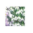 Rotolo Carta da confezione REGALO NARCISO compleanno - 2 Fogli da 70x100cm