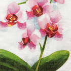 20 TOVAGLIOLI in carta ORCHIDEA rosa - decoro tavola 33x33cm